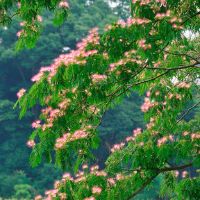Arbre à soie rose