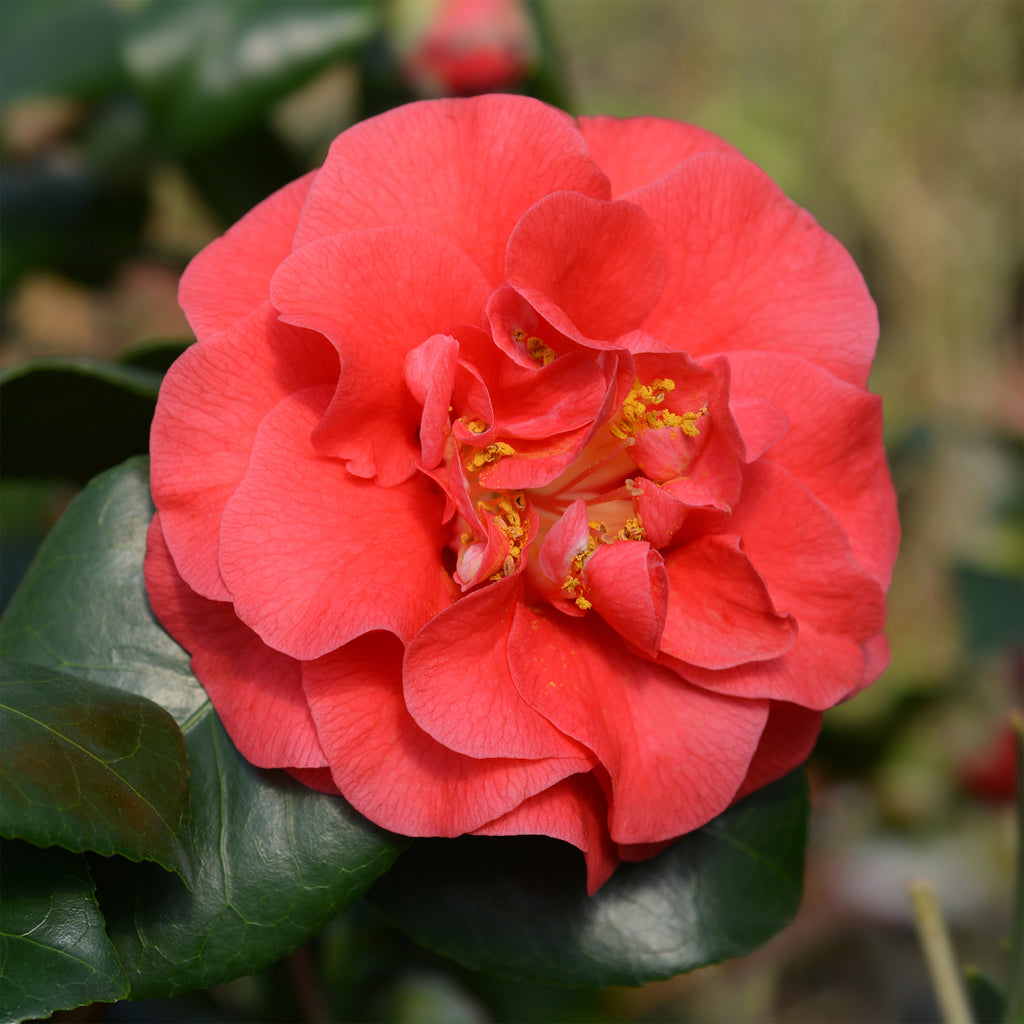 Camélia Rouge En Pot - Arbuste Persistant à Fleurs Parfumées Pour Jardin Extérieur