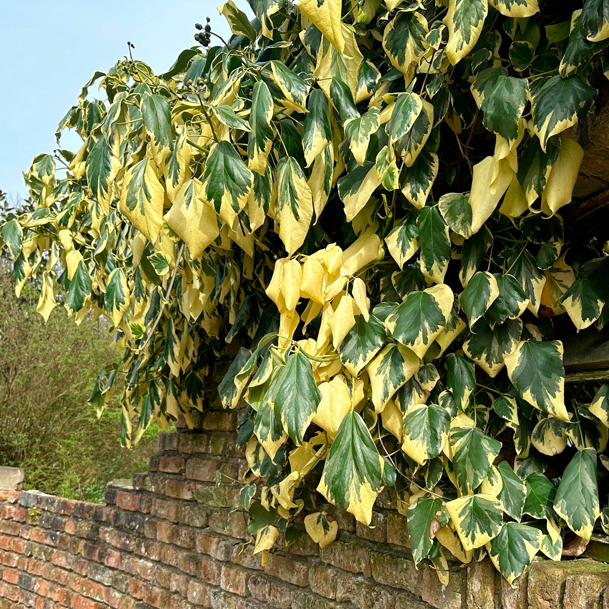 Lierre de Colchide panaché - Hedera colchica dentata variegata - Willemse