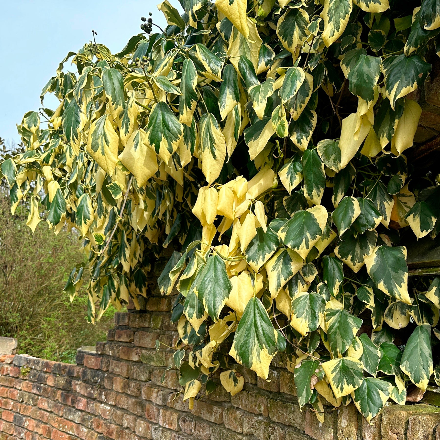 Lierre de Colchide panaché - Hedera colchica dentata variegata - Willemse