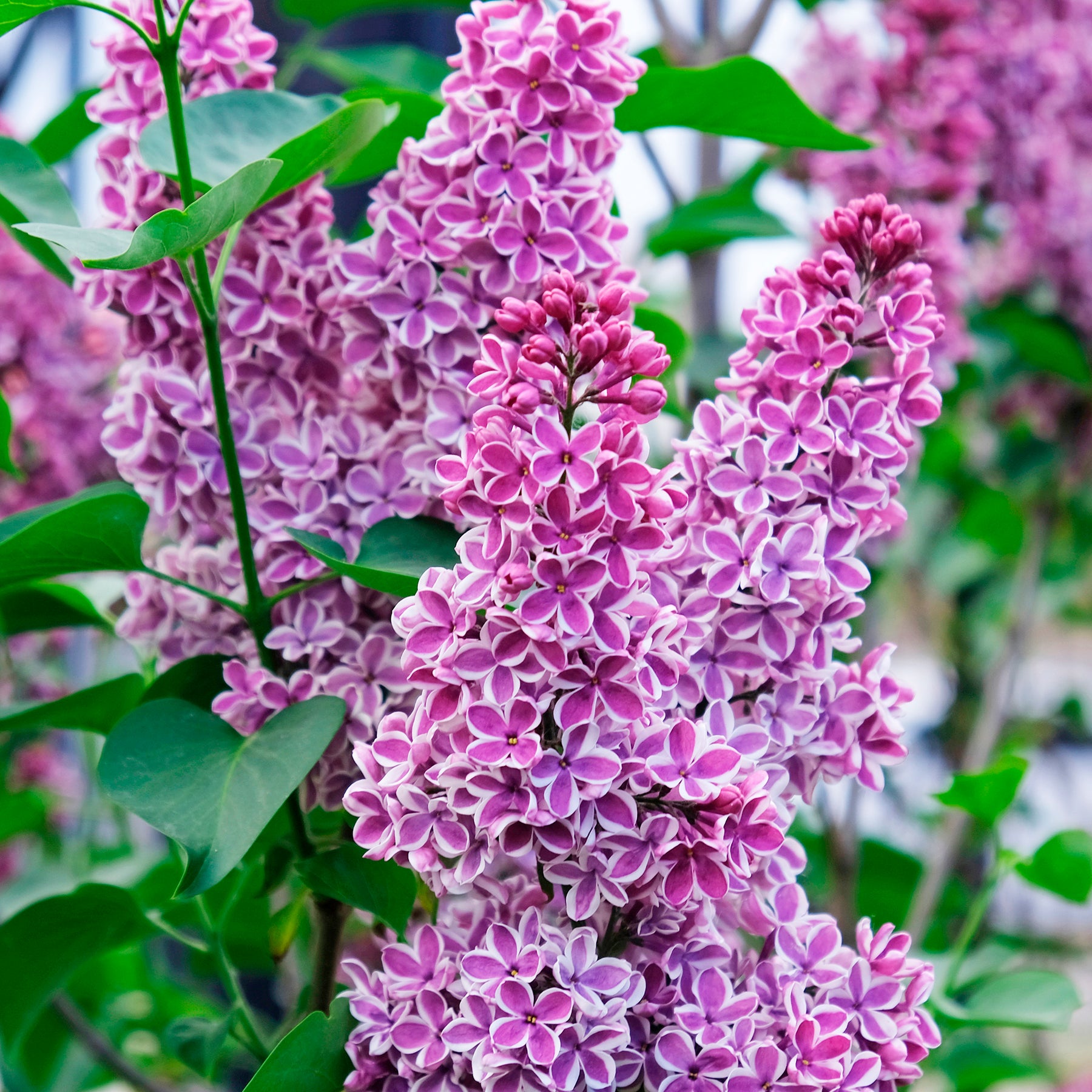 Lilas - Lilas Sensation - Syringa vulgaris sensation
