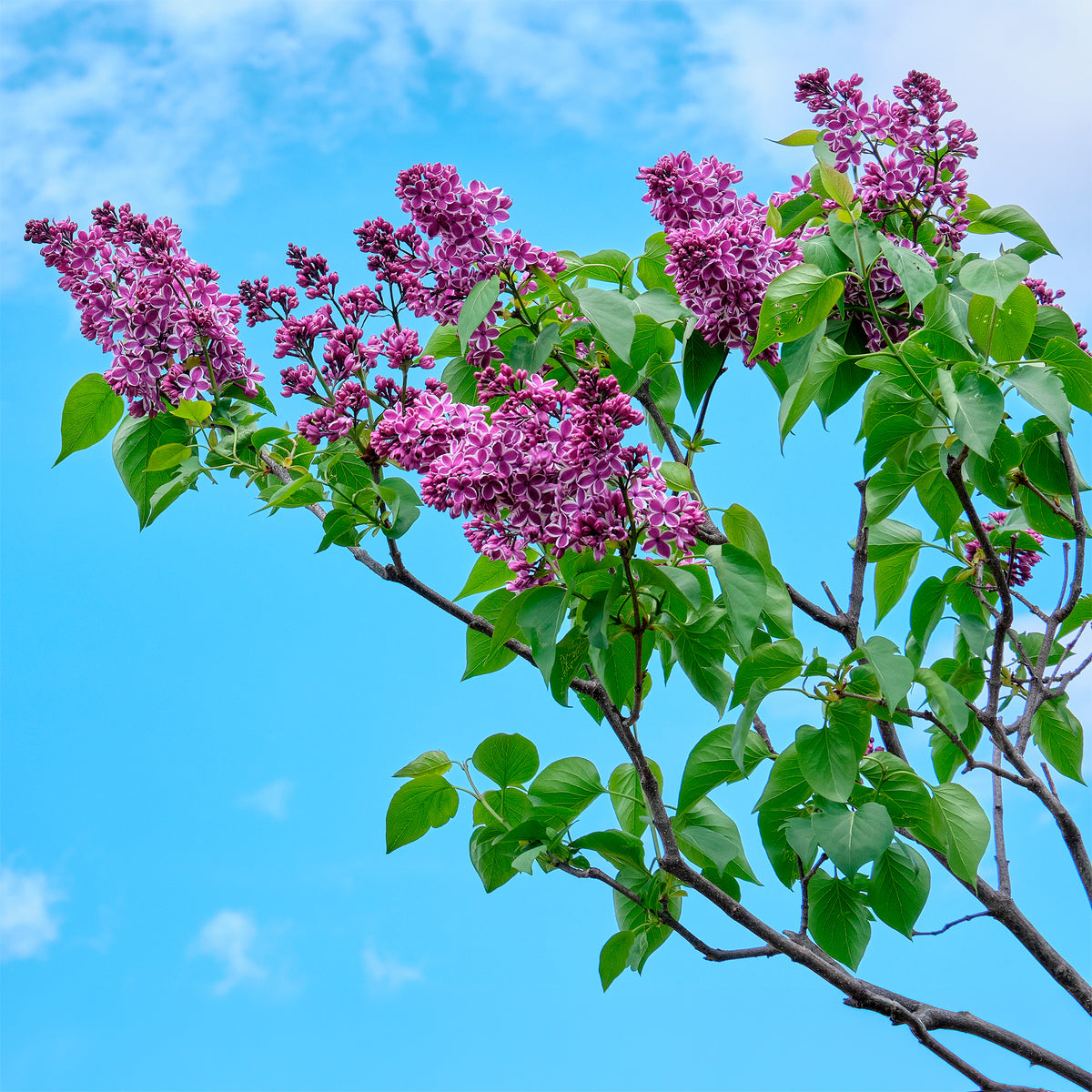 Lilas Sensation - Syringa vulgaris sensation - Willemse