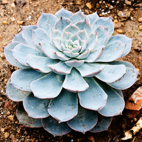 Echeveria pearl von Nuernberg - Willemse