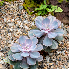 Echeveria pearl von Nuernberg