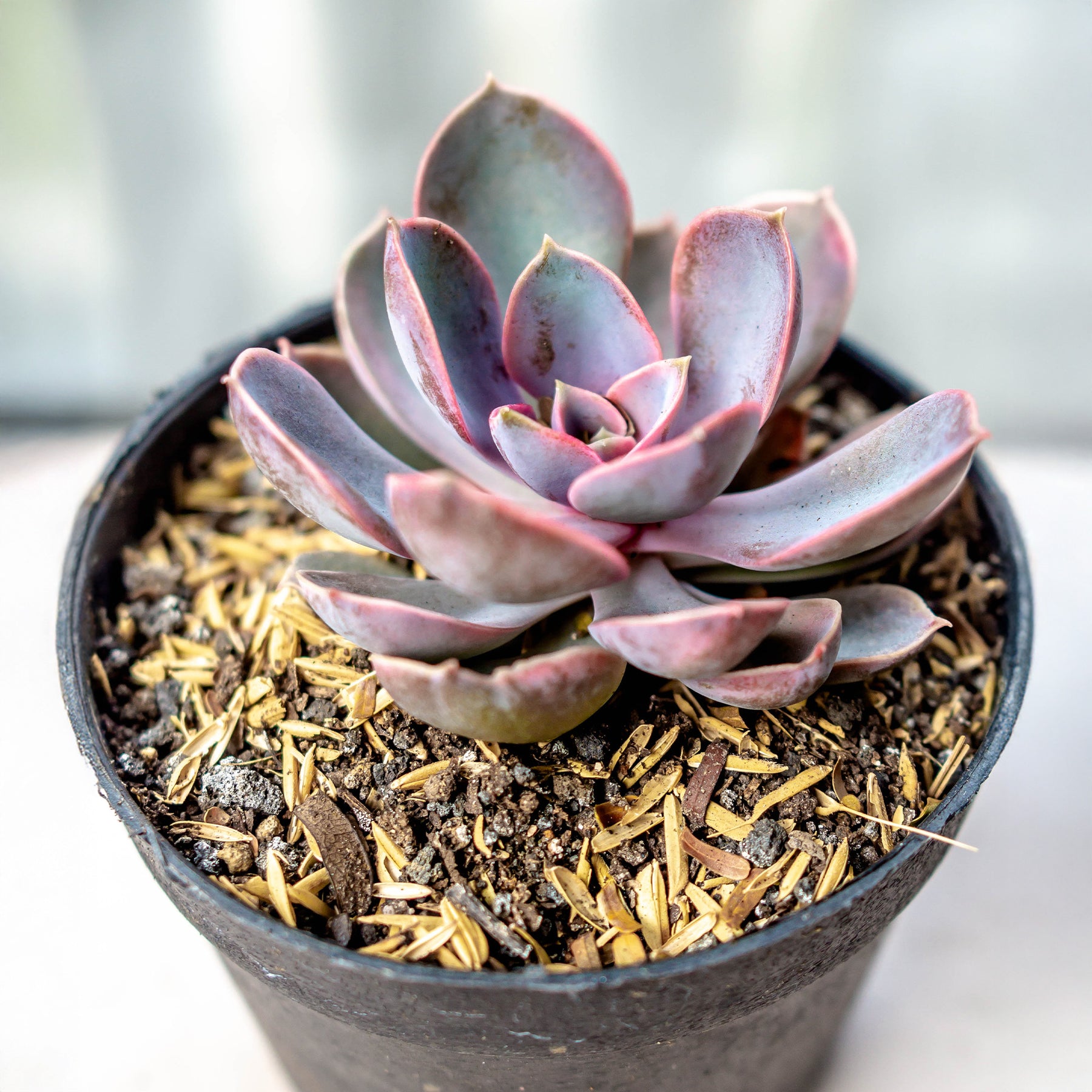 Echeveria pearl von Nuernberg