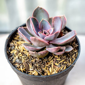 Echeveria pearl von Nuernberg