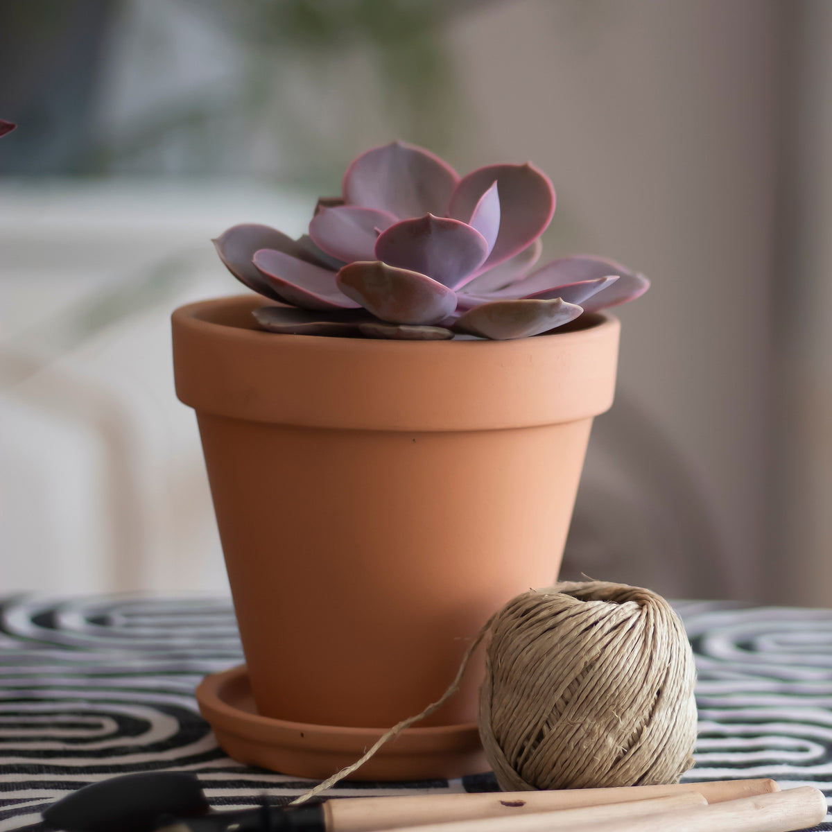 Echeveria pearl von Nuernberg