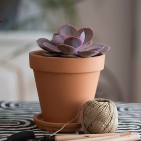 Echeveria pearl von Nuernberg