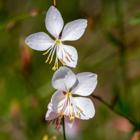 Vente Gaura blanche