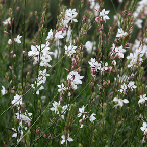Gaura lindheimeri Whirling Butterflies - Gaura blanche - Gaura