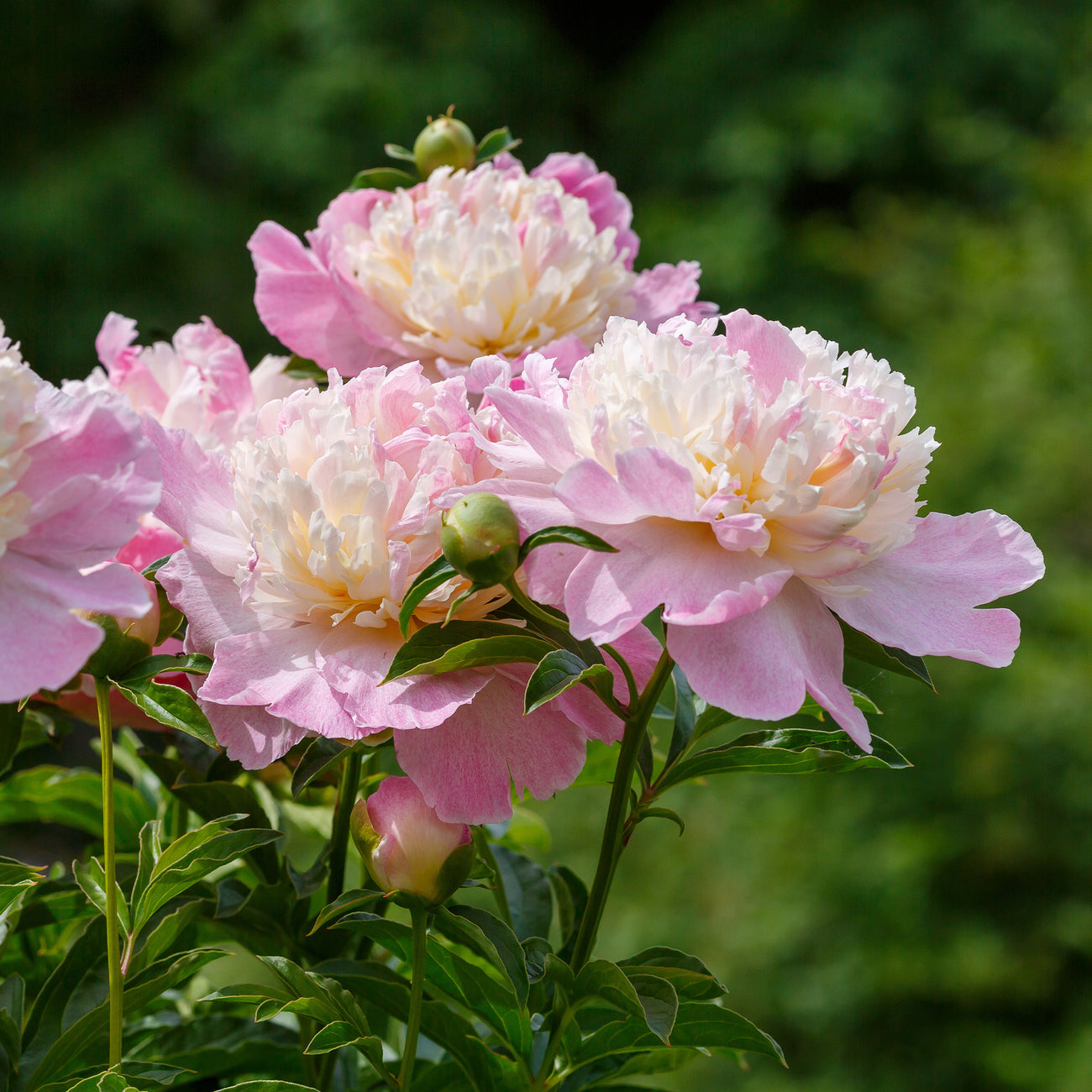 Pivoine Raspberry Sundae - Paeonia lactiflora Raspberry Sundae