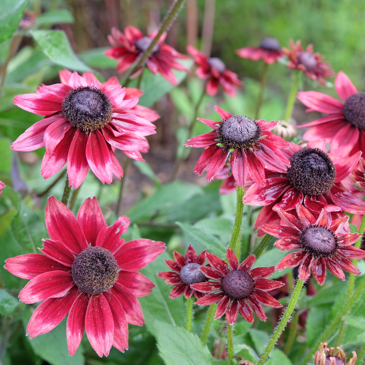 Collection de 6 Marguerites colorées - Rudbeckia Cherry Brandy, Gaillardia Kobold, Leucanthemum Banana Cream - Willemse