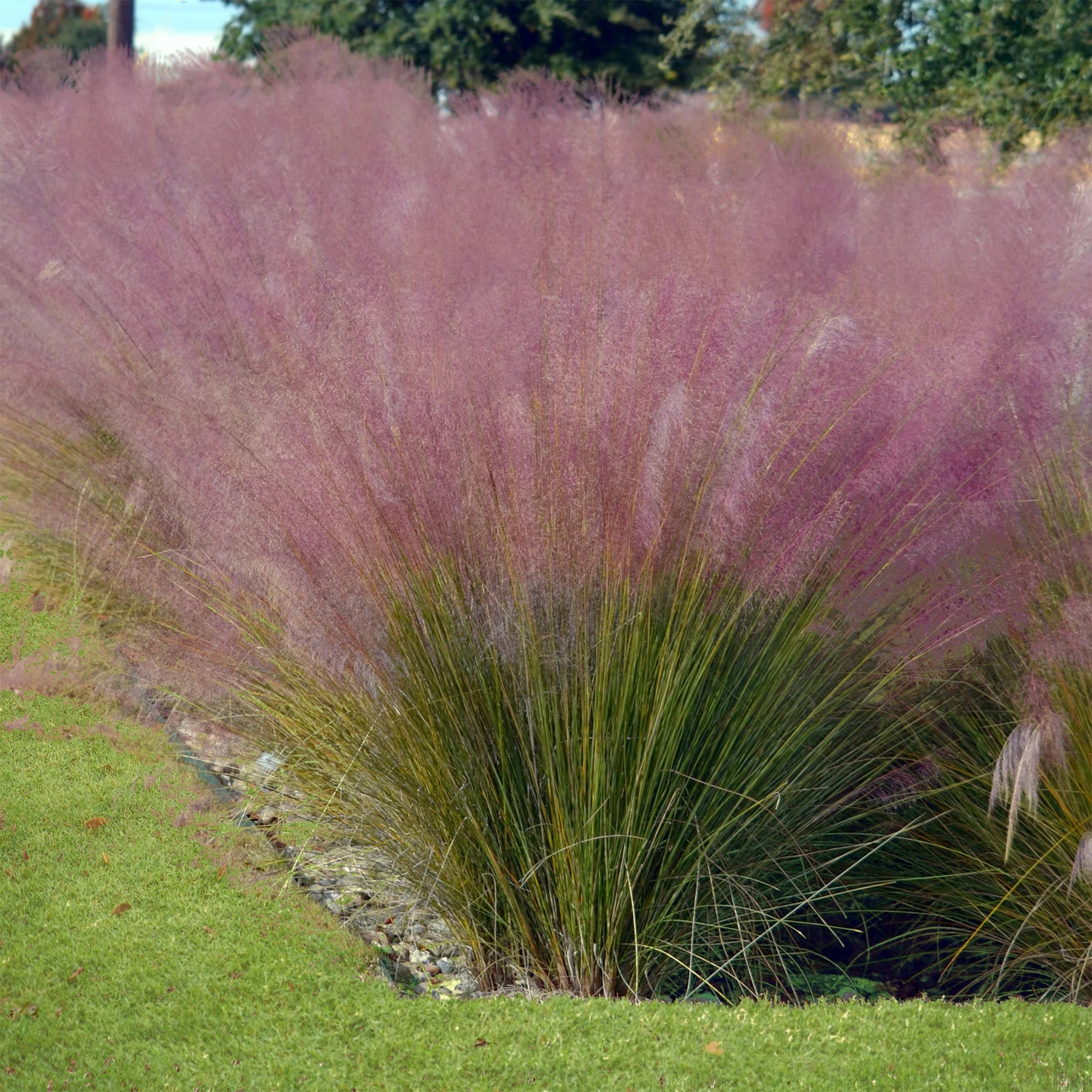 Muhlenbergia capillaris, Stipa tenuissima - 4 graminées décoratives - Graminées
