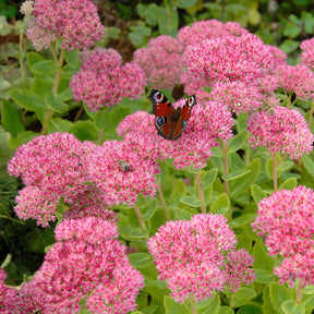 Sedum spectabile - Sedum spectabile - Orpin d'automne - Sédums