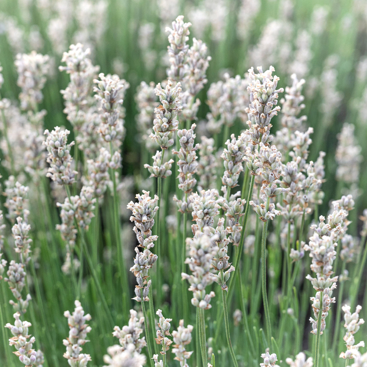 2 Lavandes blanches - Willemse