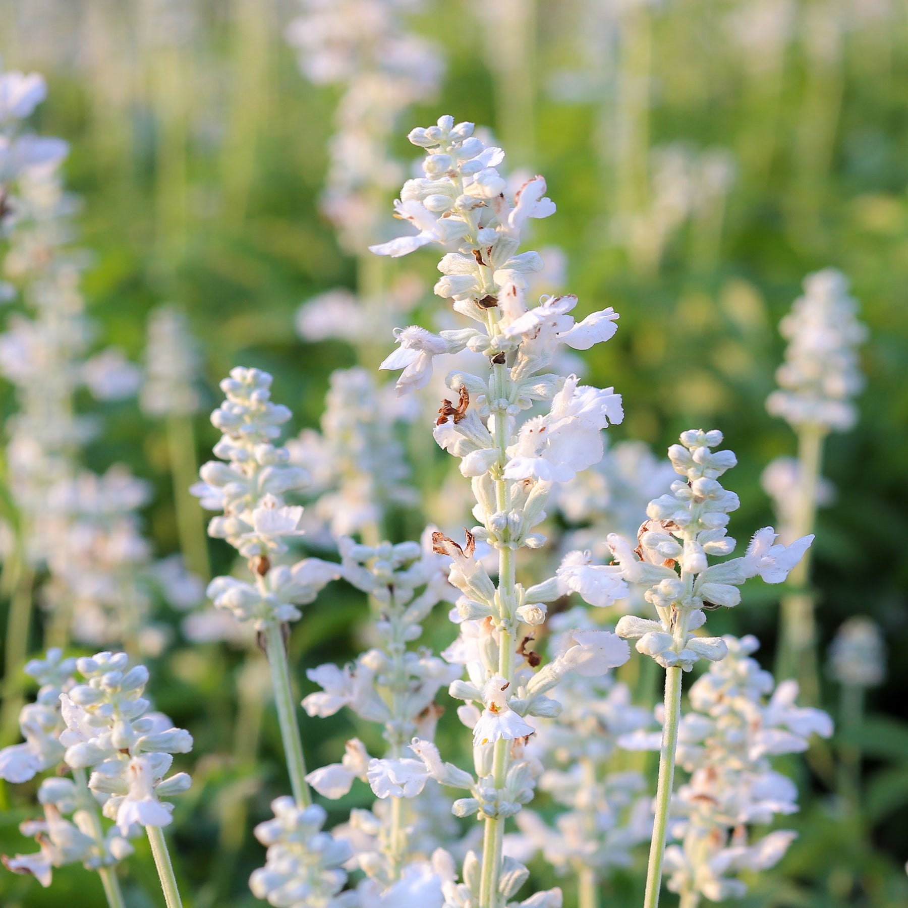 Lavandes - 2 Lavandes blanches - Lavandula angustifolia alba