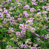 2 Coronilles - Willemse