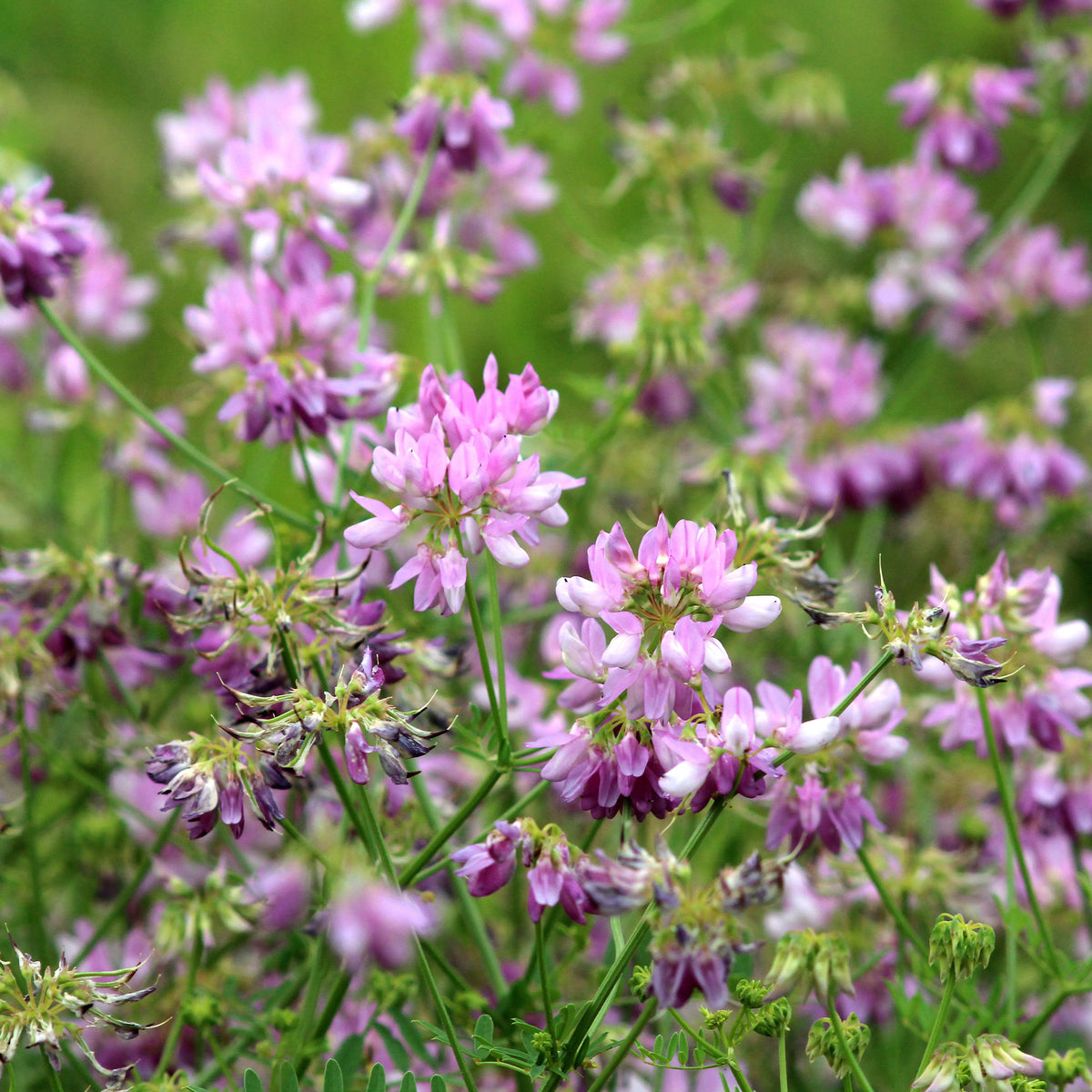 2 Coronilles - Coronilla varia - Willemse