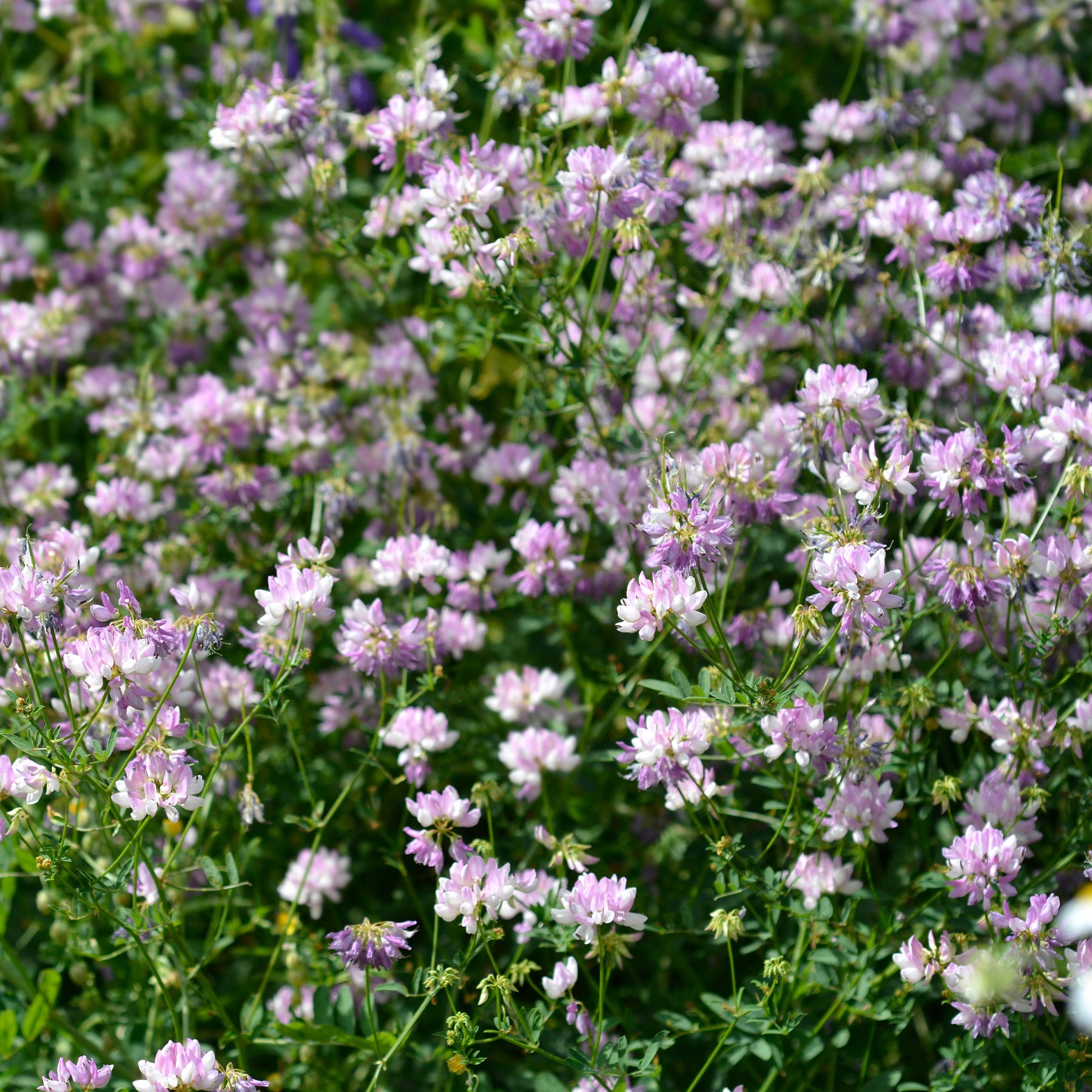 Coronilla varia - 2 Coronilles - Vivaces couvre-sol