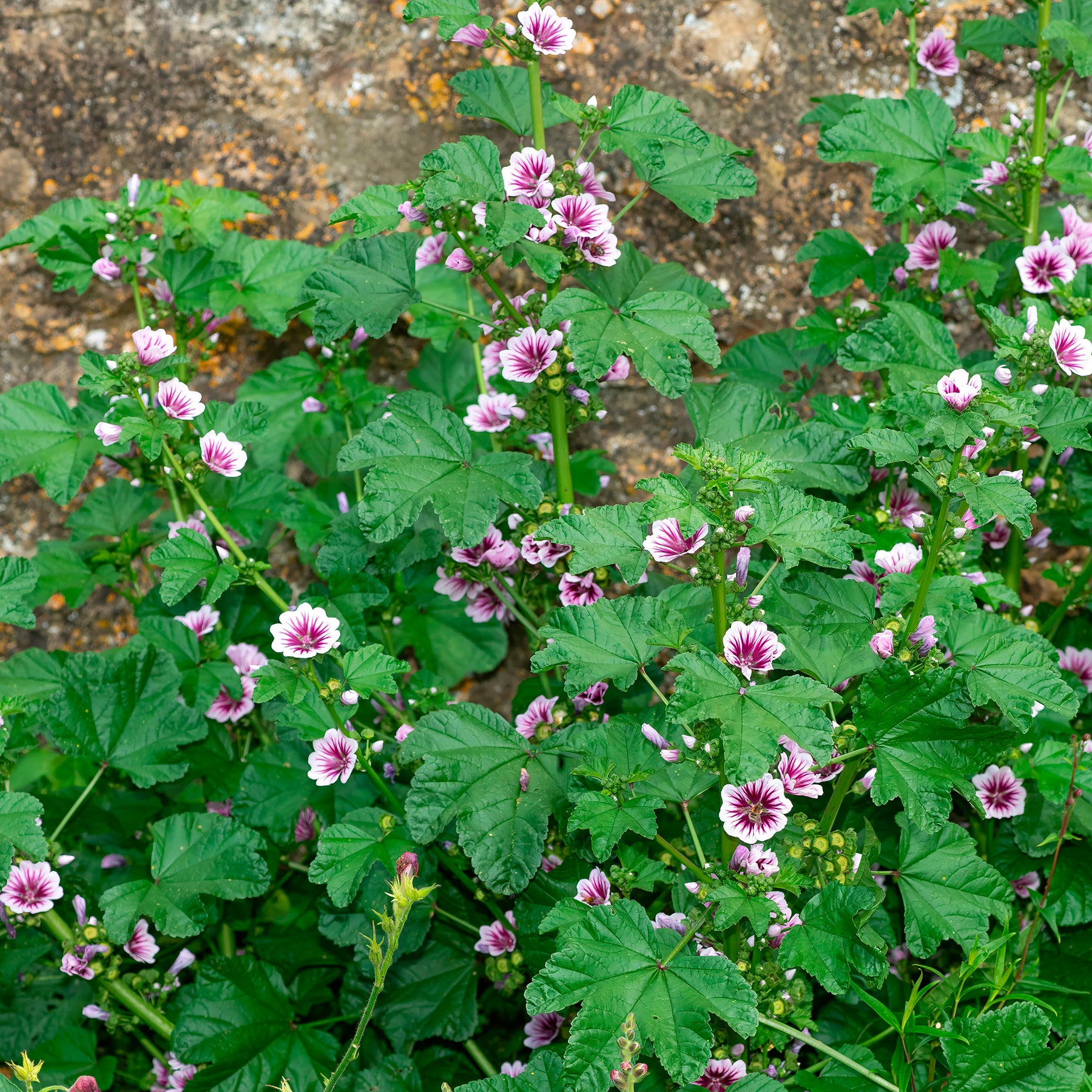 Malva sylvestris Zebrina - 2 Mauves zébrées - Mauves