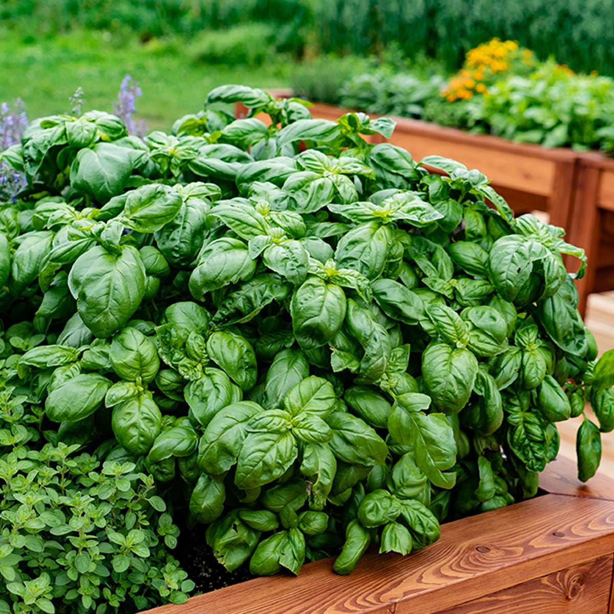 Plant de Basilic Grand vert - Willemse