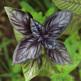 Plant de Basilic pourpre - Willemse