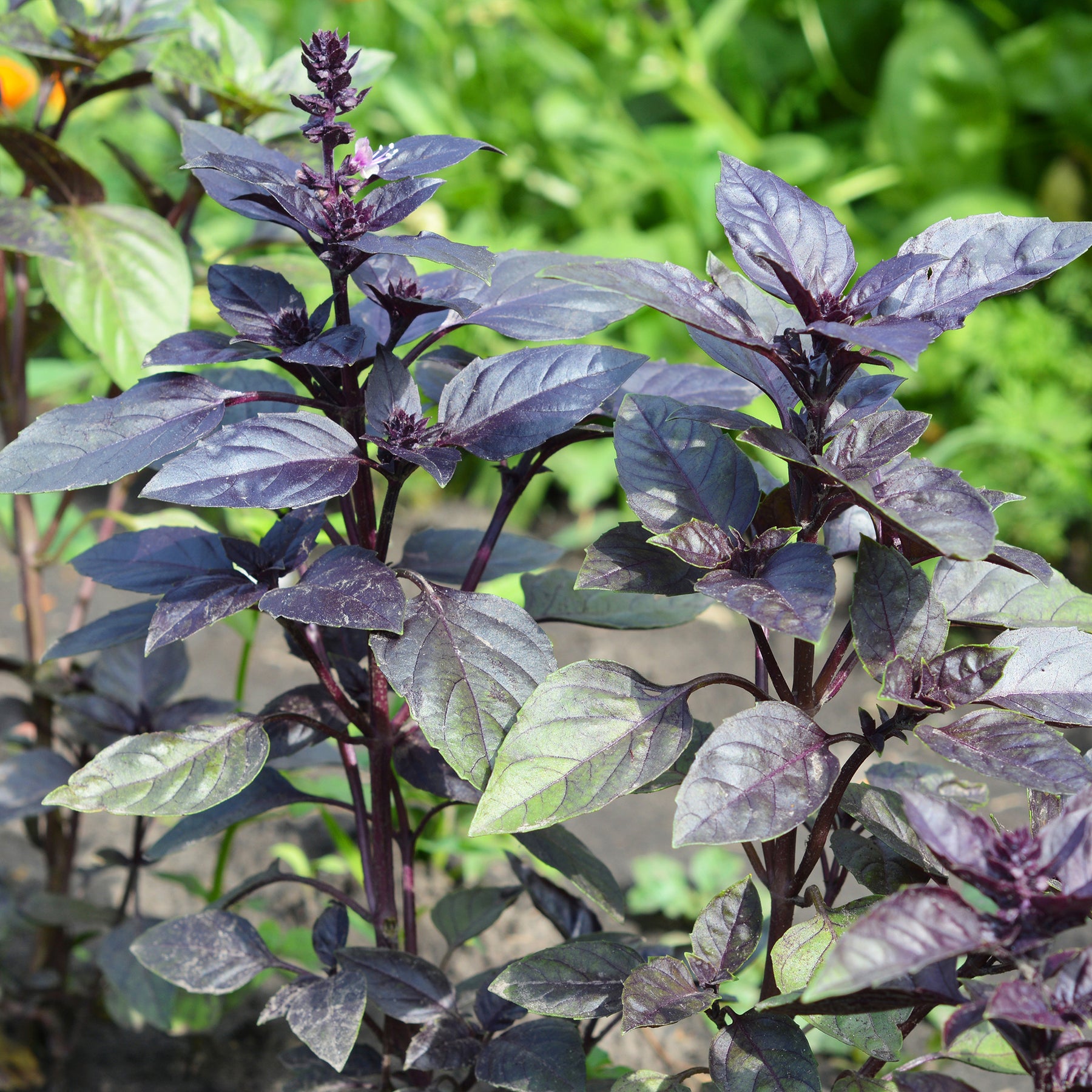Vente Plant de Basilic pourpre