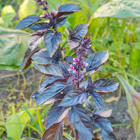 Vente Plant de Basilic pourpre - Ocimum basilicum purpurascens