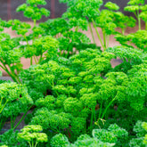 Plant de Persil frisé - Willemse