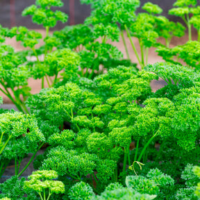 Plant de Persil frisé