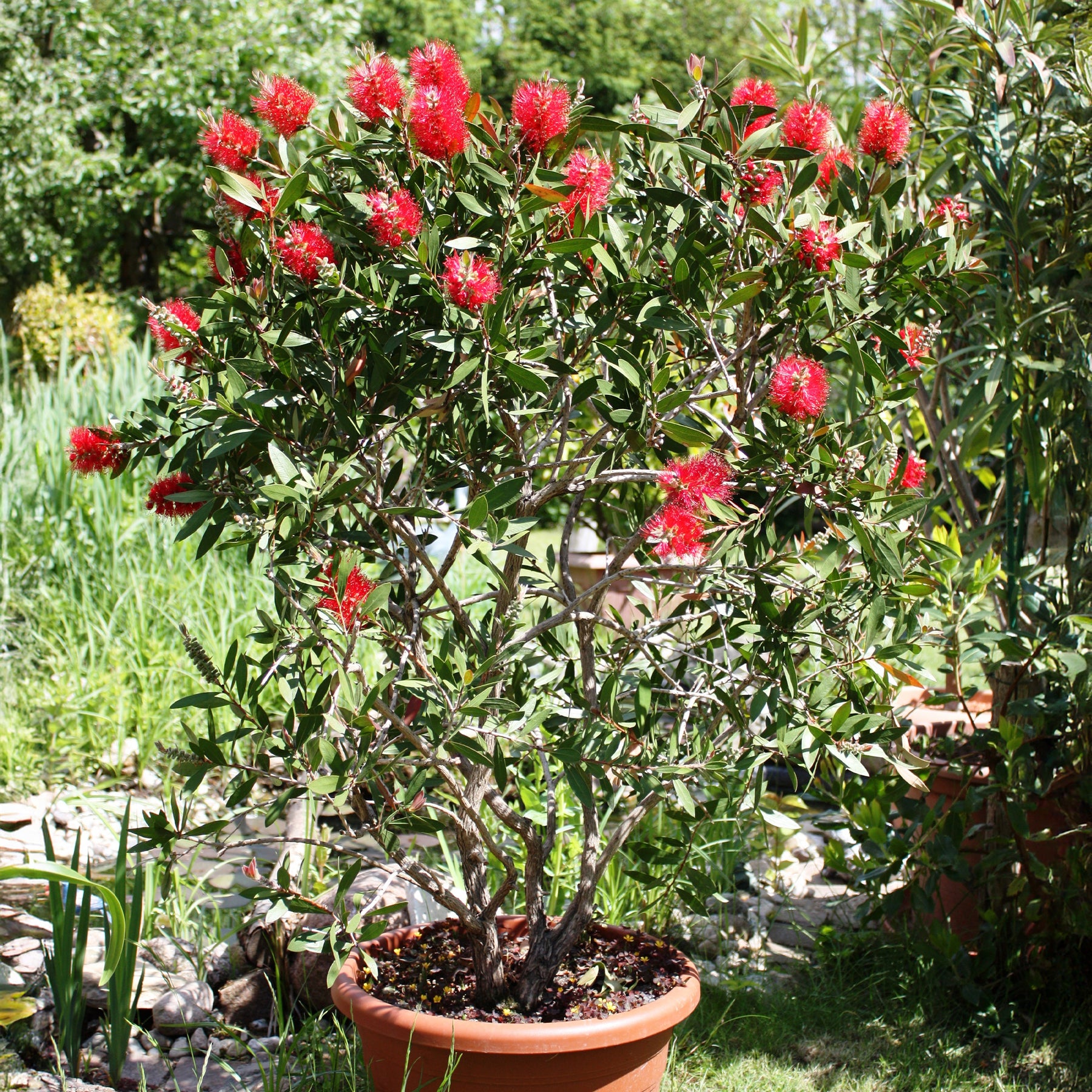 Rince-bouteille - Callistemon laevis - Willemse