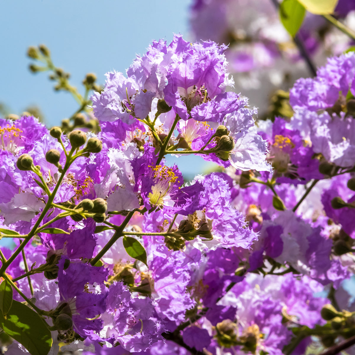 Lilas des Indes violet