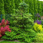 Sapin de Corée - Willemse