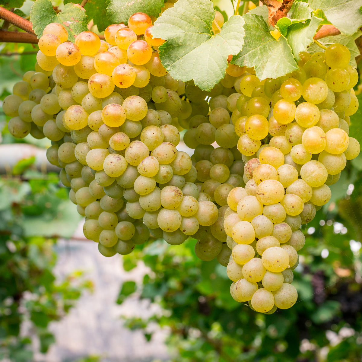 Vigne Chardonnay - Willemse