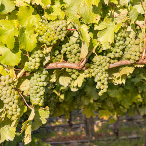 Vigne - Vigne Chardonnay - Vitis vinifera chardonnay