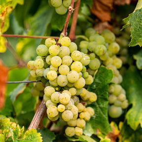 Vente Vigne Chardonnay - Vitis vinifera chardonnay