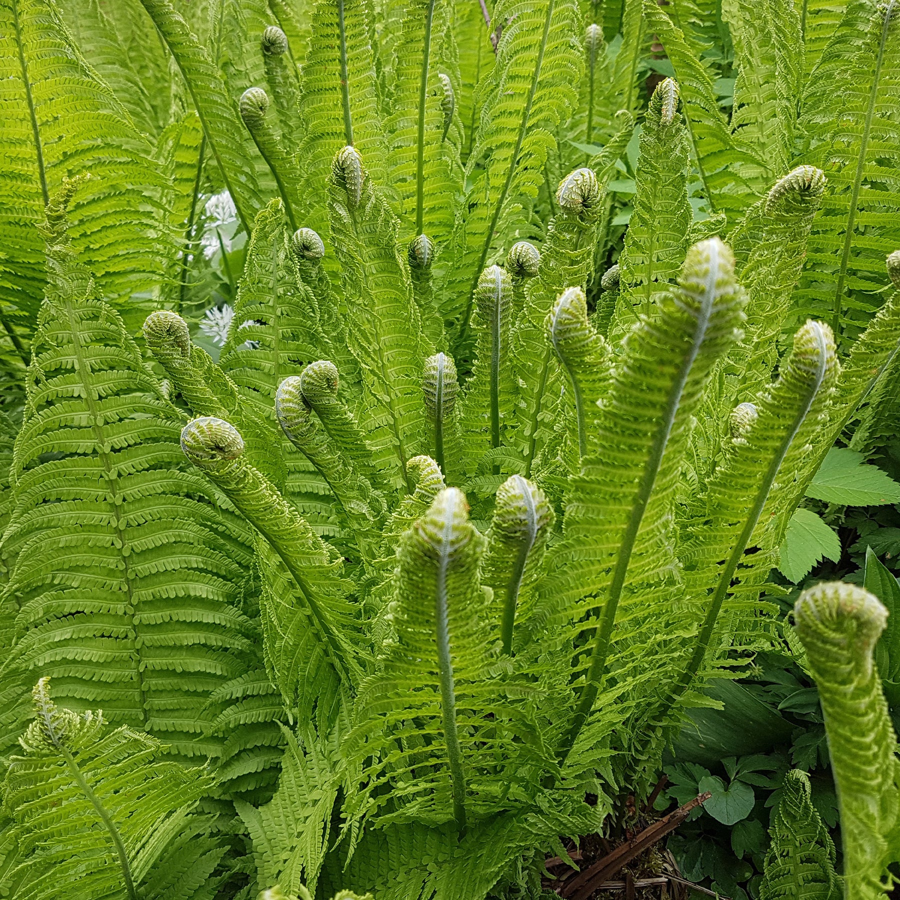 Matteuccia struthiopteris - 2 Fougères Plume d'autruche - Fougères