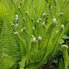 Matteuccia struthiopteris - 2 Fougères Plume d'autruche - Fougères