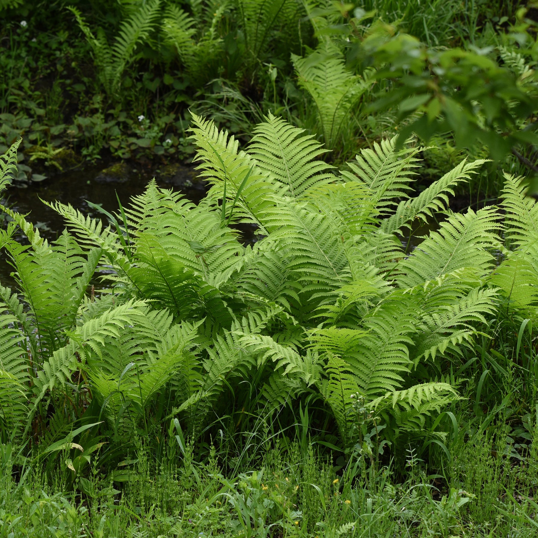 2 Fougères Plume d'autruche - Willemse