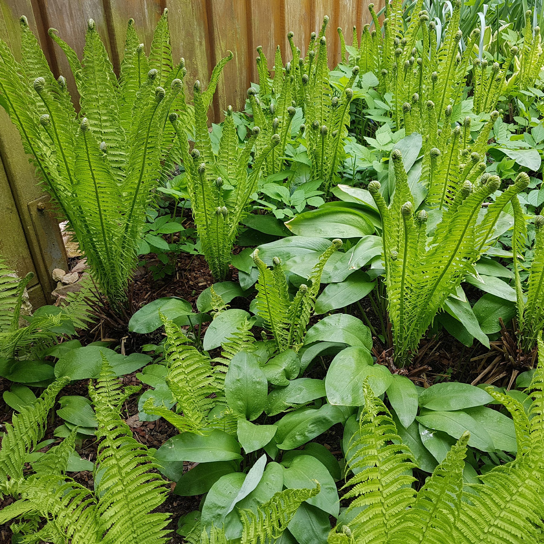 2 Fougères Plume d'autruche - Matteuccia struthiopteris - Willemse