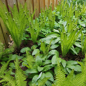 2 Fougères Plume d'autruche - Matteuccia struthiopteris - Willemse