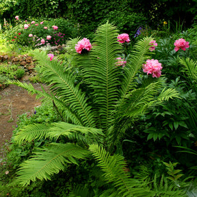 Vente Matteuccia struthiopteris - 2 Fougères Plume d'autruche
