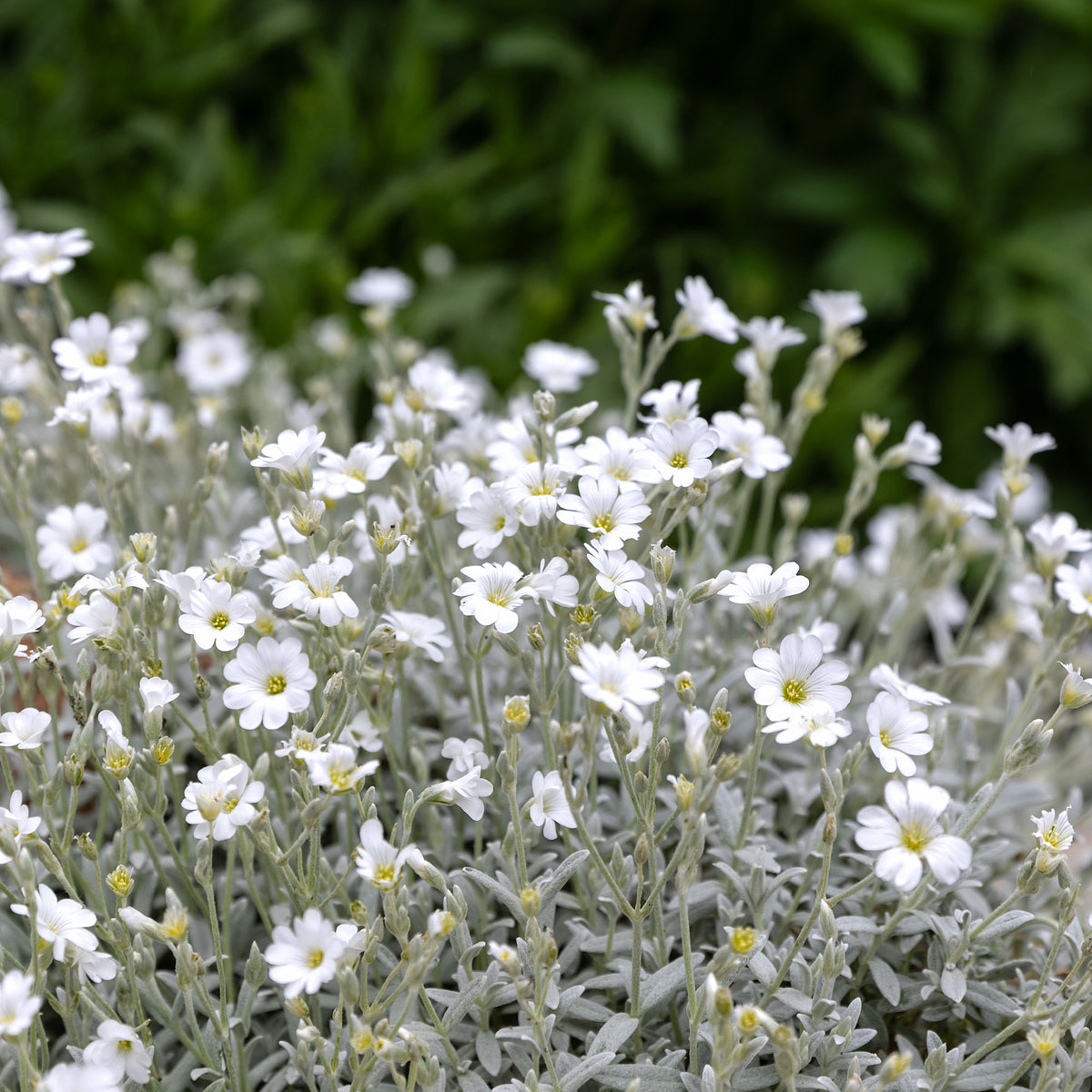 3 Céraistes - Corbeille d'argent - Cerastium tomentosum - Willemse