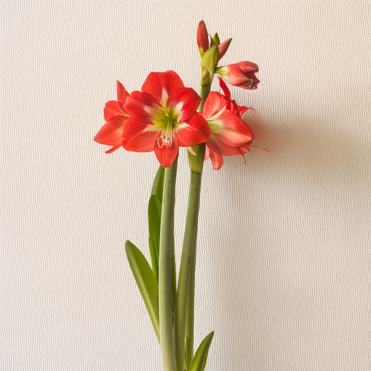 3 Amaryllis de jardin Sonatini Eye Catcher