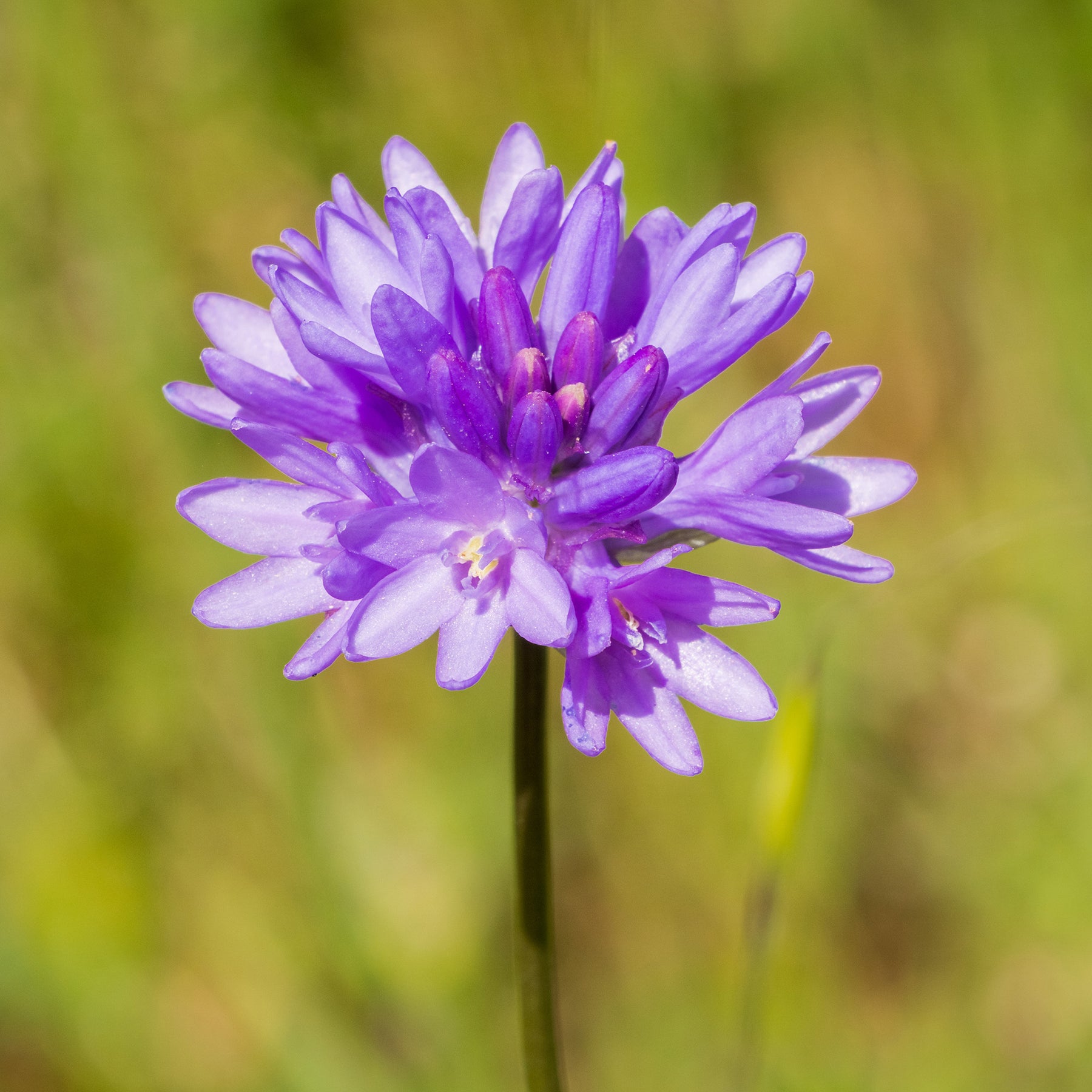 10 Dichelostemma congestum - Willemse