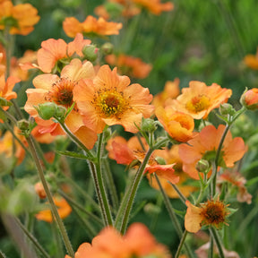 Vente Benoîte Totally tangerine