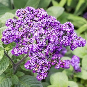 3 Héliotropes du Pérou - Willemse