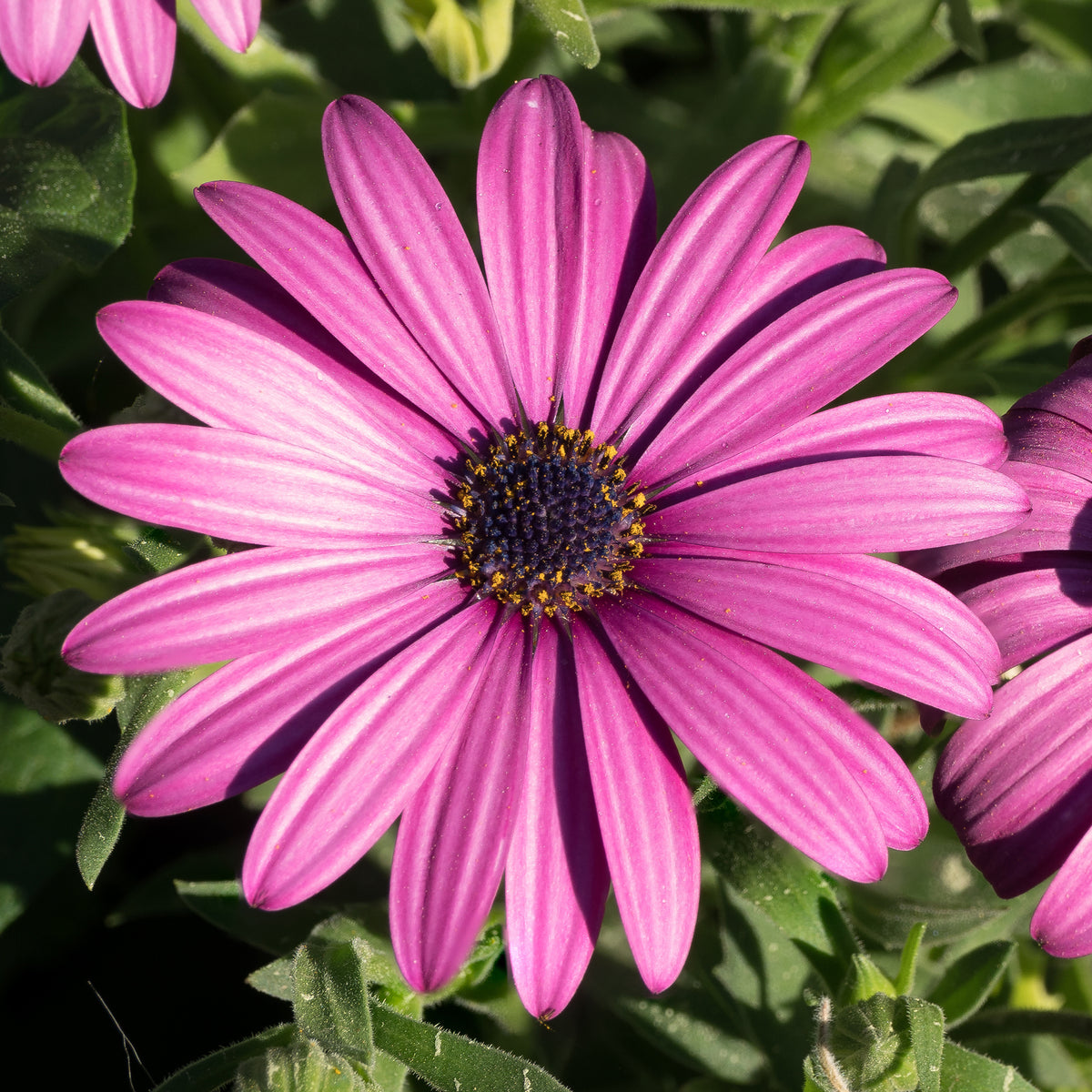 3 Marguerites du Cap pourpres - Osteospermum margarita purple - Willemse