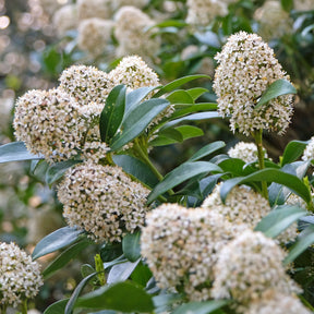 Skimmia japonica - Skimmia du Japon - Arbustes à feuillage persistant