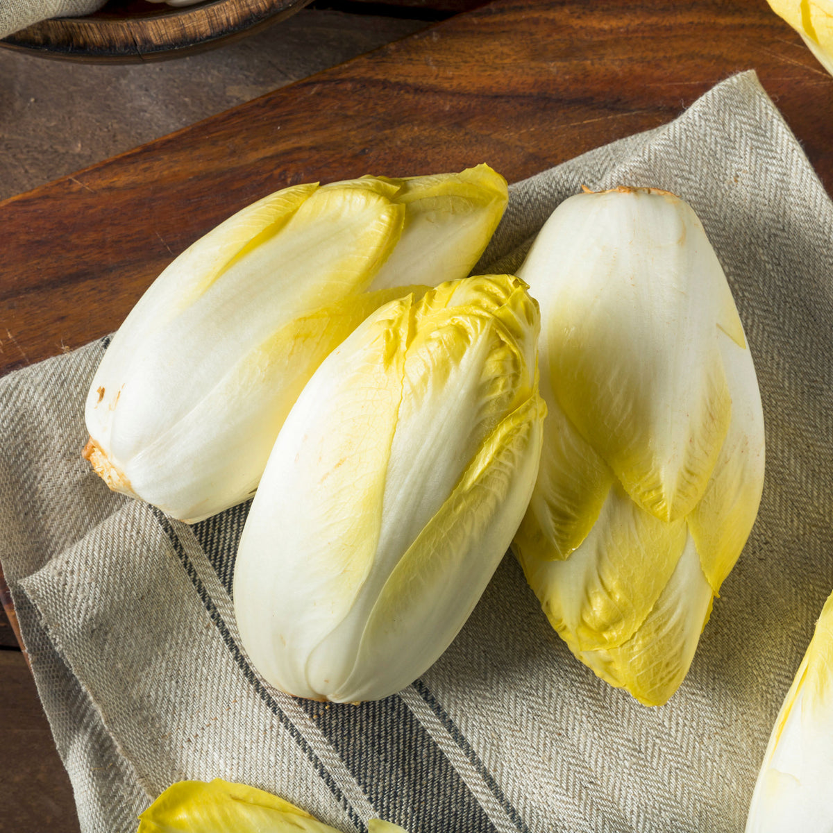 Chicorée Mechelse Middelvroeg Bio - Willemse